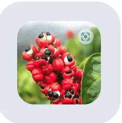 sugar defender official website